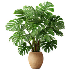 PNG of Lush green monstera plant in a stylish beige pot, adding vibrant life to any indoor space.