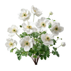 PNG of A beautiful bouquet of white anemone flowers with green foliage, adding elegance and charm to any setting.