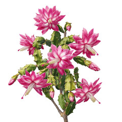PNG of PNG of Vibrant pink flowers bloom on a lush cactus, creating a striking visual display.
