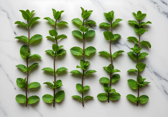 Lush Green Mint Leaves Arranged Neatly on a White Background for Culinary and Aromatic Uses