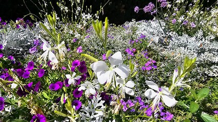 Sweden. Oenothera lindheimeri, commonly known as Lindheimer's beeblossom, white gaura, pink gaura,...