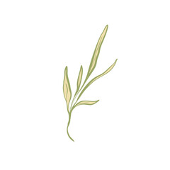 Minimalist Herb Illustration: Delicate Olive Branch