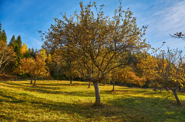Gorgeous autumn landscape panorama of a scenic forest with lots of warm