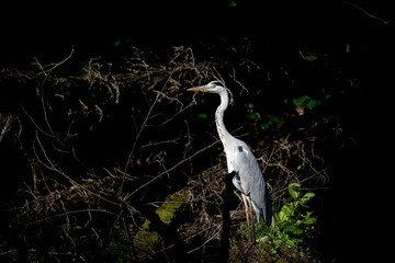 black and white with heron and green tree behind
