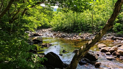 Fototapeta premium river in the forest