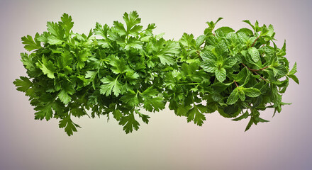 Obraz premium Fresh parsley and mint herbs
