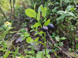 Ripe blueberries in a coniferous forest, close-up photo. Harvesting summer wild berries, vitamins. Wild blueberry bushes in Karelia