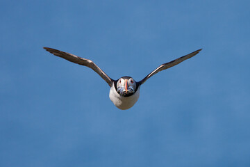 Atlantic puffin flying  towards camera with a beak full of sand eels