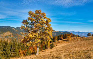 Gorgeous autumn landscape panorama of a scenic forest with lots of warm