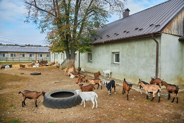 Goats with ear tags staying on cattle farm.
