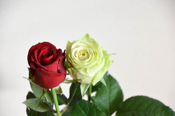 緑と赤のばら