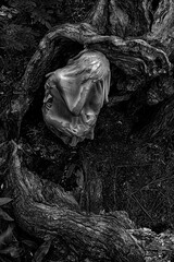 Woman in fetal position among tree roots  symbolizing connection with nature and rebirth.
