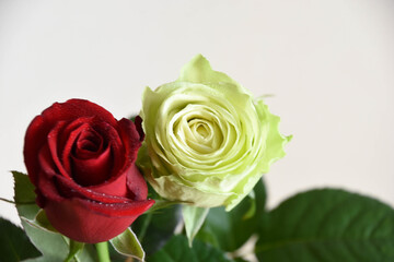 赤と緑のばら