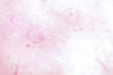 Fototapeta premium Beautiful blurred background nature in pastel colors with a soft focus of blue shades. fresh wallpaper concept, among green leaves and other blossom blur background.