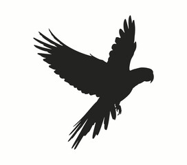Fototapeta premium Black parrot in flight silhouette bird flying