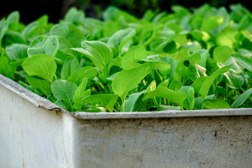 Chinese cabbage is a plant in the Cruciferae family. Its scientific name is Brassica chinensis....