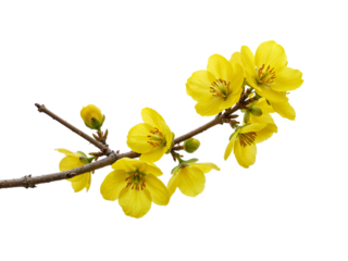Delicate bright yellow forsythia flowers and buds on a thin branch isolated on transparent background