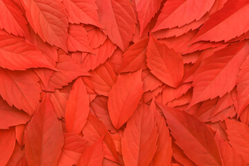 鮮やかに重なり合う紅葉の絨毯








