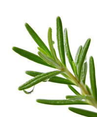 Obraz premium Rosemary branch glistens with water droplets. Herb, aromatic plant, fresh, organic, cooking, natural, healthy