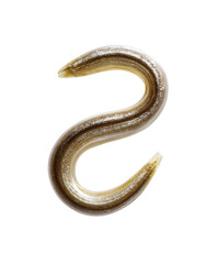 Eel posed in S shape on white backdrop. Sea creature, fish, seafood, ocean, marine life, healthy eating, gourmet, culinary, protein source, sustainable food