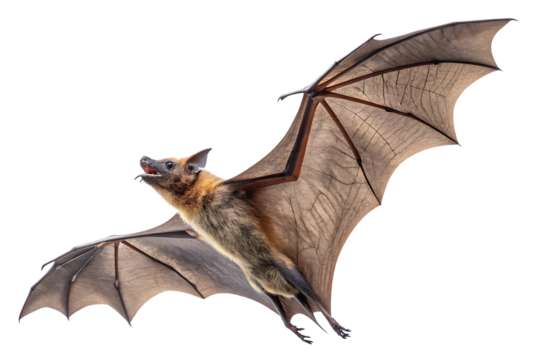 Realistic brown bat in flight with outstretched leathery wings showing detailed membrane texture, isolated on a transparent background