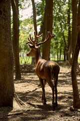 Wild deer with velvet antlers standing in forest shade. Concept of forest wildlife, deer behavior, natural habitat and nature photography.