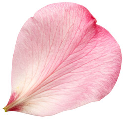 top view peach blossom petal isolated on white background