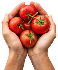 hands holding organic tomatoes