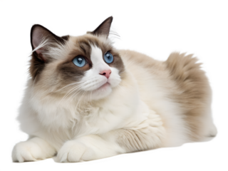 blue-eyed Ragdoll cat on transparent background
