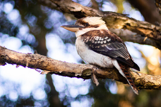 Kookaburra close up on a paper bark tree branch