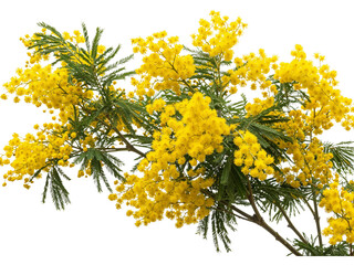 Obraz premium Delicate branches of bright yellow mimosa flowers with green foliage isolated on transparent background