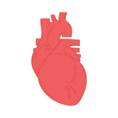 kids drawing Vector illustration human heart cartoon isolated