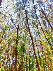 forest in autumn