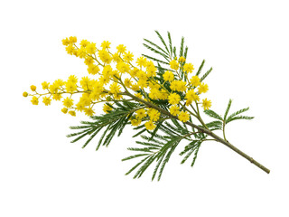 Delicate branch of bright yellow mimosa flowers with green feathery leaves isolated on transparent background