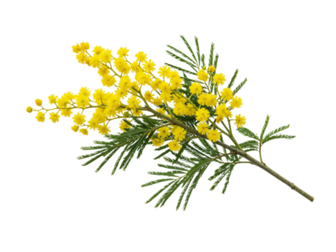 Delicate branch of bright yellow mimosa flowers with green feathery leaves isolated on transparent background