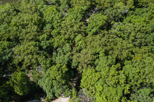 when trees actually look like broccoli