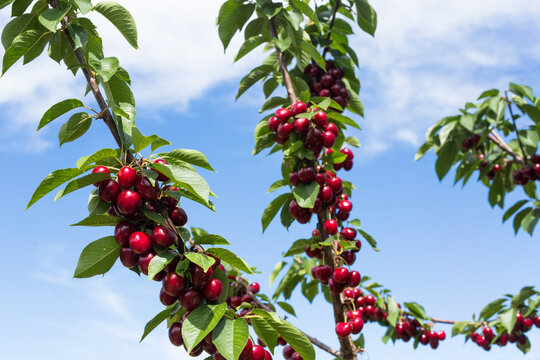 Cherries hanging from a branch