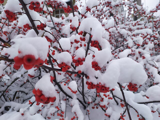 Red berries under snow on a branch