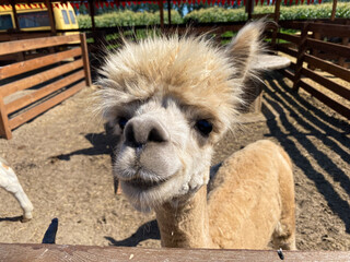Portrait of a funny alpaca on a farm