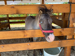 Portrait of a pony peeking out from behind a wooden fence on a farm.