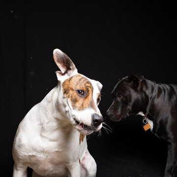 Dogs in Studio catching Treats Thrown to Them.