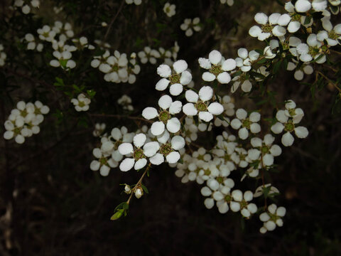 Fototapeta Massed white tea tree flowers (Leptospermum)  a black background