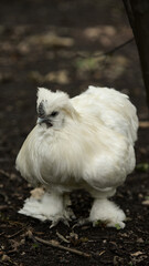 White fluffy silkie chicken standing on dark forest floor. Concept of poultry breeds, exotic birds, backyard farming, animal diversity, and ornamental chickens.