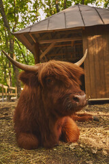 Highland cow with long horns resting near wooden hut in forest. Concept of rural life, farm...
