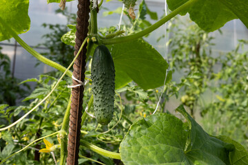Cucumber growing on vine with support structure among green leaves in greenhouse.