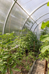 Tomato plants growing in greenhouse with supporting strings and soil beds.