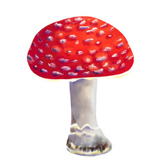 Hand painted illustration of a fly agaric mushroom, Amanita muscaria, with a red cap and white stem, rich colors, soft texture. Perfect for botanical designs, forest projects, educational materials.
