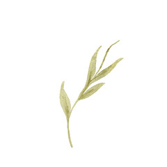 Watercolor Olive Branch Illustration on White Background