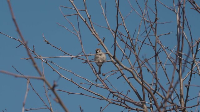 A sparrow perched on a bare tree branch on a winter day