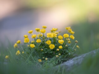 Small cluster of bright yellow buttercups in green grass yellow flower wildflower
